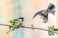 Fight between Great Tit, Parus major, and Blue Tit, Cyanistes caeruleus, over possession of elderberry branch