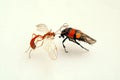 Fight of insects Royalty Free Stock Photo