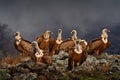 Fight jackal with Group of vultures. Griffon Vulture, Gyps fulvus, big birds of prey sitting on the rocky mountain, nature habitat