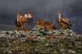 Fight jackal with Group of vultures. Griffon Vulture, Gyps fulvus, big birds of prey sitting on the rocky mountain, nature habitat Royalty Free Stock Photo