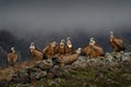 Fight jackal with Group of vultures. Griffon Vulture, Gyps fulvus, big birds of prey sitting on the rocky mountain, nature habitat