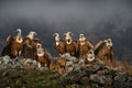 Fight jackal with Group of vultures. Griffon Vulture, Gyps fulvus, big birds of prey sitting on the rocky mountain, nature habitat