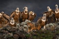 Fight jackal with Group of vultures. Griffon Vulture, Gyps fulvus, big birds of prey sitting on the rocky mountain, nature habitat