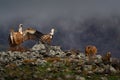 Fight jackal with Group of vultures. Griffon Vulture, Gyps fulvus, big birds of prey sitting on the rocky mountain, nature habitat Royalty Free Stock Photo