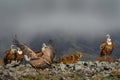 Fight jackal with Group of vultures. Griffon Vulture, Gyps fulvus, big birds of prey sitting on the rocky mountain, nature habitat