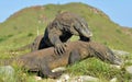 The Fight of Komodo dragons