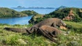 The Fight of Komodo dragons Varanus komodoensis for domination