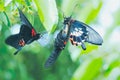 Fight for mating, butterfly in Taiwan, insect, Asia, nature Royalty Free Stock Photo