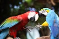 The Fight of the Parrots. Battle of the Macaw parrots. Two color. Parakeet. Royalty Free Stock Photo