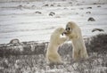 Fight of polar bears. 17