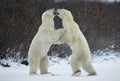 Fight of polar bears.