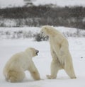 Fight of polar bears. 5