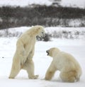 Fight of polar bears.