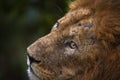 Fight scar lion close-up portrait detail. African Lion from Okavango delta in Botswana. Hot season in Africa. African lion, male