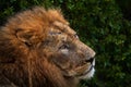 Fight scar lion close-up portrait detail. African Lion from Okavango delta in Botswana. Hot season in Africa. African lion, male Royalty Free Stock Photo