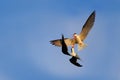 Fight on the sky. Two beautiful black and white bird with red bill fighting on blue sky. Duel on the air. African Skimmer