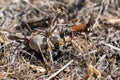 Fight between spider and wasp on dry grass