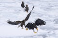 Fight of stellar sea eagle and white tailed eagle