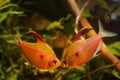 Fight for territory of strong adult males of bleeding heart tetra, typical blackwater characin fish behaviour, blackwater biotope Royalty Free Stock Photo