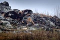 Fight between two animals, golden eagle vs. golden jackal. Bird behaviour in the habitat, rocky mountain with stones, Rhodopes,