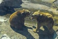 Fight of two bears on stones rocks