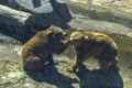 Fight of two bears on stones rocks