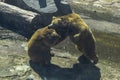 Fight of two bears on stones rocks