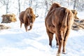 Fight of two bison bulls running at each other in the winter on snow. Wyoming State Symbol. Endangered animals Royalty Free Stock Photo