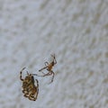 Fight between two differently sized spiders