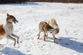 Fight of two hunting dogs of a dog and a gray wolf in a snowy field