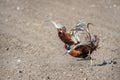 Fighting male angry pheasants Royalty Free Stock Photo