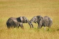 Fight between two male elephants Royalty Free Stock Photo