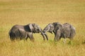 Fight between two male elephants