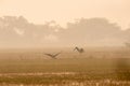 Fight between two migratory predators over prey . Steppe Eagle snatched a bird kill from Black necked Stork at keoladeo bharatpur