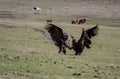 Fight of two vultures