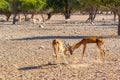 Fight of two young antelopes in a safari park on Sir Bani Yas Island, Abu Dhabi, UAE