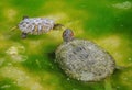 Fight of water turtles Royalty Free Stock Photo