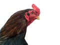 Fighter cock, rooster or chicken isolated on white background. Rooster comb or head close up.