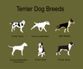 Fighters terrier dog breeds collection vector poster illustration isolated on background. Pit bull terrier. Royalty Free Stock Photo