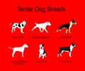 Fighters terrier dog breeds collection vector poster illustration isolated on red. Royalty Free Stock Photo