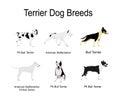 Fighters terrier dog breeds collection vector poster illustration isolated on white. Royalty Free Stock Photo