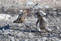 Raptor skua and gentoo penguin fighting for penguin chick. Skua kiilled baby penguin. Penguin parent on defend