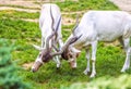 Fighting addax or white antelope