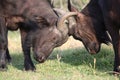 Fighting African Buffalo Royalty Free Stock Photo