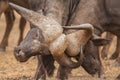 Fighting african buffalos Syncerus caffer Royalty Free Stock Photo