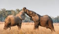 Fighting African elephants in the savannah. African savanna elephant African bush elephant, Loxodonta africana Royalty Free Stock Photo