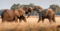 Fighting African elephants in the savannah. African savanna elephant African bush elephant, Loxodonta africana Royalty Free Stock Photo