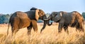 Fighting African elephants in the savannah at sunset Royalty Free Stock Photo