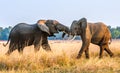 Fighting African elephants in the savannah at sunset Royalty Free Stock Photo