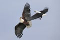 Fighting African Fish Eagles